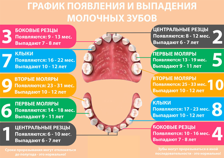 Молочные зубы график